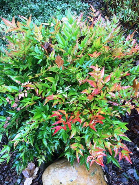 Nandina domestica gulf stream